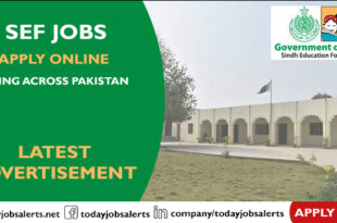 SEF Jobs